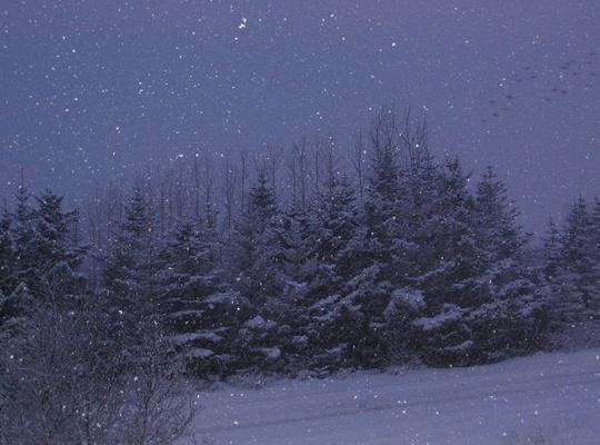 Snjókoma í Reykjavík